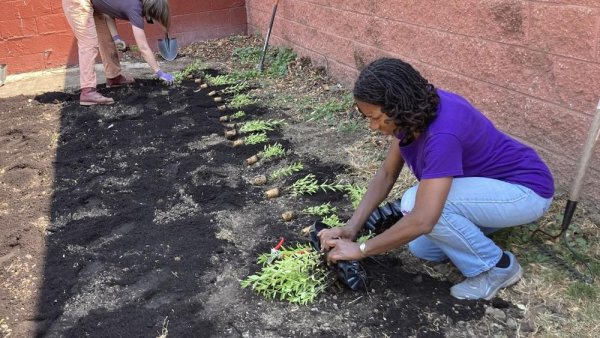Penn State Extension praised by state for native plant gardens in Philadelphia | Penn State University