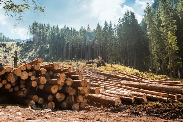 logging production