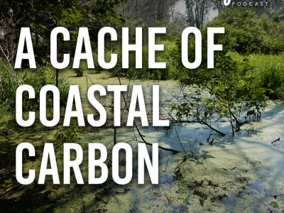 A Cache of Coastal Carbon