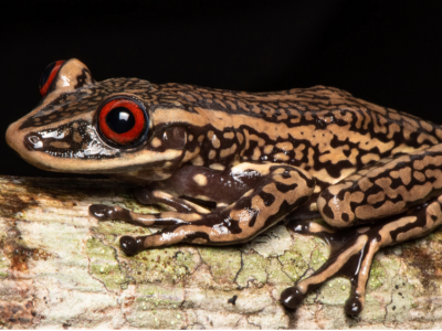 Habitat split may impact disease risk in amphibians and other vertebrates  | Penn State University