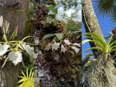 Orchids’ ability to grow on other plants independently evolved multiple times | Penn State University