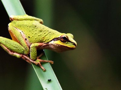 Vaccine against deadly chytrid fungus primes frog microbiome for future exposure | Penn State University